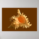 Search for mollusk art Marine life