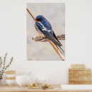 Search for swallows photography Bird