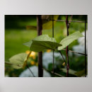 Search for trellis art Photography