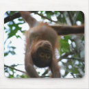 Search for primate electronics Borneo