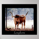Search for longhorn cattle posters West