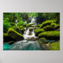 Search for rainforest jungle posters Moss