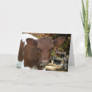Search for calf cards Agriculture