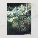 Search for artichoke postcards Garden