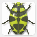 Search for beetle insect stickers Bug