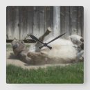 Search for donkey clocks Funny