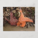 Search for starfish postcards Nature photography