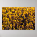 Search for beautiful forest posters Landscape