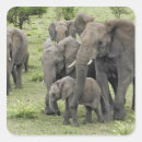 Search for herd stickers Tanzania