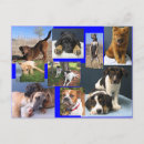 Search for shelters postcards Animal