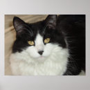 Search for longhair posters Cats