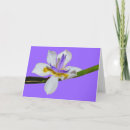 Search for lily easter cards White