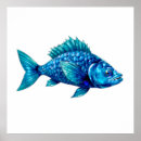 Search for fins posters Fish
