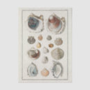 Search for beach decoupage tissue paper Shell