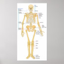 Search for skelleton Skeleton
