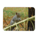 Search for gray squirrel Nature photography