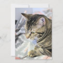 Search for digital tiger postcards Cat