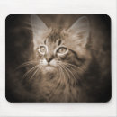 Search for coon mousepads Kitten