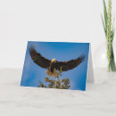 Search for bald cards Pacific northwest