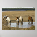 Search for island pony posters Assateague