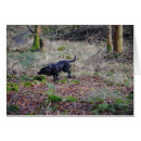 Search for black labrador retriever postcards Hunting