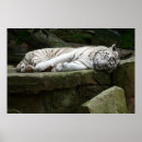 Search for white tiger posters Predator