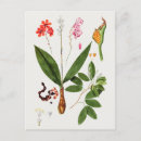 Search for sweet pea flowers postcards Floral