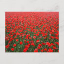 Search for red poppies postcards Field of flowers