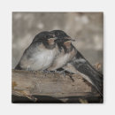 Search for fledgling Swallow