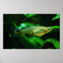 Search for guppies posters Freshwater
