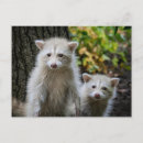 Search for hiding horizontal postcards Animal