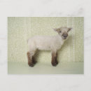Search for sheep lamb postcards Nature