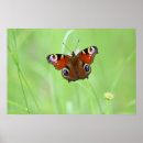 Search for blume posters Natur