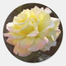Search for peace rose Nature