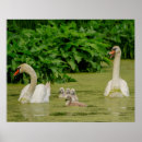 Search for mute swan posters Waterfowl