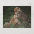 Search for latrans Animal