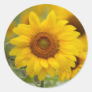 Search for sunflower envelope seals Floral
