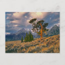 Search for grand teton mountains postcards Tree