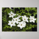 Search for cornus Flora