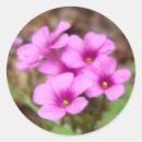 Search for floral photograph stickers Wildflowers