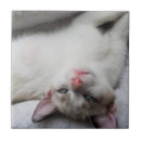Search for eyes tiles Pet