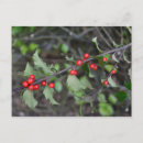 Search for holly berry postcards Green