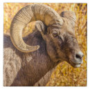 Search for big horn Colorado