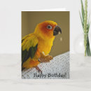Search for conures cards Sun conure