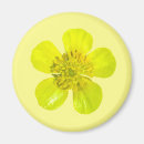 Search for transparent magnets Flower