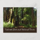 Search for redwood postcards Nature