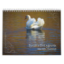 Search for swan photography Wildlife