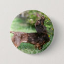 Search for smelling badges Dog