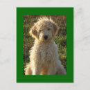 Search for golden doodle puppies cards Dog