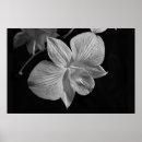 Search for orchid art Monochrome